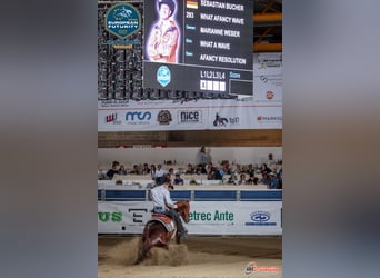 Westerntrainer Assistent - Reining 