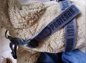 Dog harness