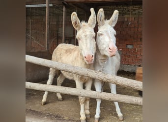 Austrian-Hungarian White Baroque Donkey