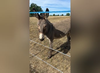 Beautiful donkey stallion from Hungary