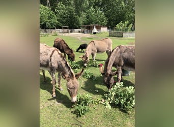 Eselwallach zur Gruppenverstärkung gesucht