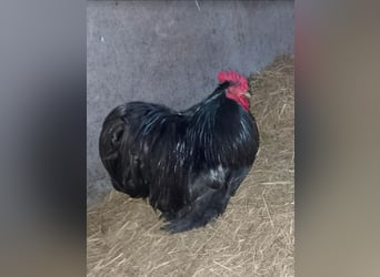 Hahn Elvis und seine 2 Damen suchen eine neue Bleibe …