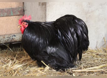 Hahn Elvis und seine 2 Damen suchen eine neue Bleibe …