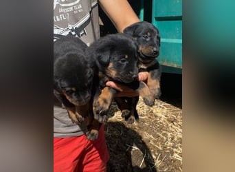 Beautiful Beauceron puppies