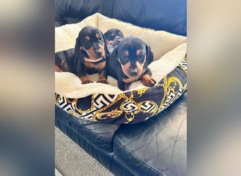 Dachshund: Small dog with a big personality!