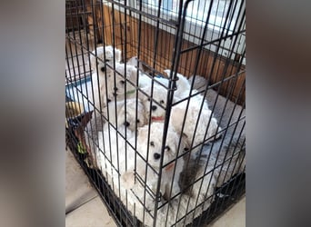 Fluffy and Friendly Bichon Frise Puppy