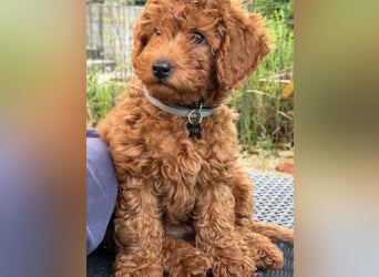 For sale: Toy Poodle