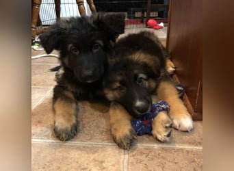 Intelligent and protective German Shepherd