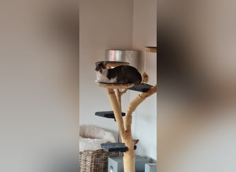 Katzensitting / Katzenbetreuung in einer Tierschutzfamilie an.