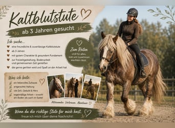 Life insurance on four hooves wanted! (Clydesdale mare from age 3, suitable for families and beginne