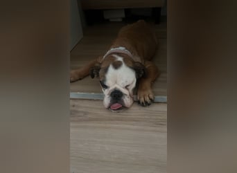 Lola, English Bulldog