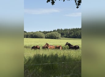 Looking for a gentle riding or companion horse, mare, Mecklenburg-Vorpommern
