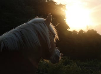Looking for a pony or small horse