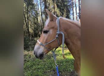 Lunging participation for a gelding