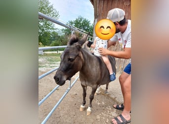 Mule Donkey