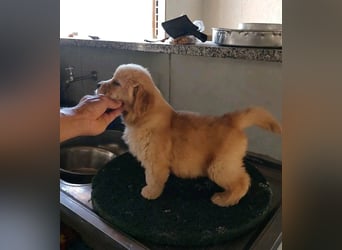 Puppy and adult Golden Retriever