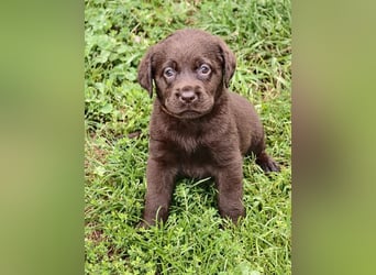 Purebred Labrador puppies with pedigree