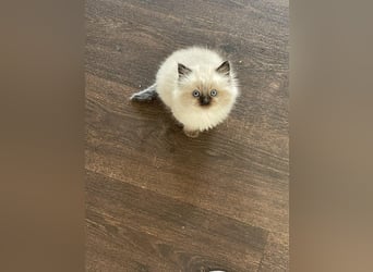 Two shaded Ragdoll kittens for sale