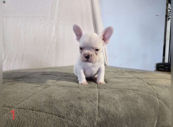 White French Bulldog puppies