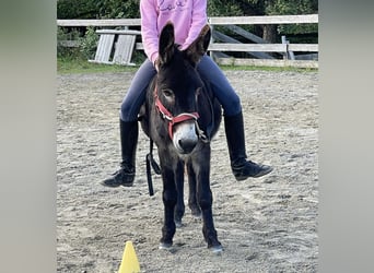 Zwei kuschelige Esel (Mutter & Tochter) suchen liebevolles Zuhause