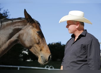 Attention When Buying a Horse – Online Workshop on Horse Purchasing