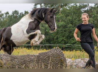 Ausbildung Horsemanship Trainer:in