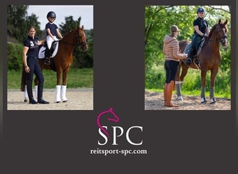 Dressage Clinic in Boostedt, 24598