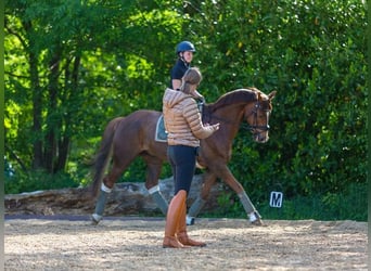 Dressurlehrgang Kl. E-S * 20.-21.12.2025 * 29614 Soltau