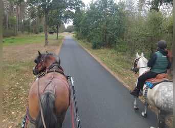 Experience diversity with Equitriathlon: Driving – Riding – Grooming