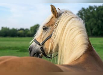 Experience the magic of horses!