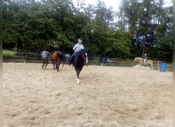 Ferienkurse Natural Horsemanship Sommer 2024