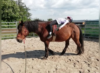 Ferienkurse Natural Horsemanship Sommer 2024