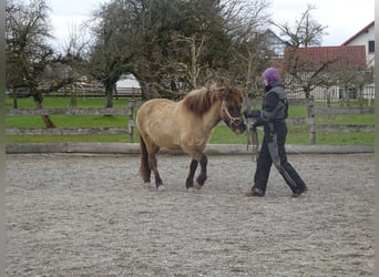 FN Pferdeführerschein Umgang, Reiten und Longierabzeichen 5