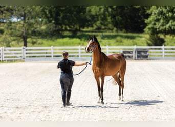 Horse Help College - Step-by-Step Online Education to train your horse at Home!