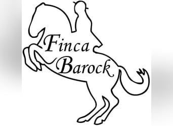 Individual theory and riding course with Dr. Diana Krischke on October 24-25, 2026, at Finca Barock