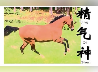 Introduction to Theory and Practice of Equine Acupuncture