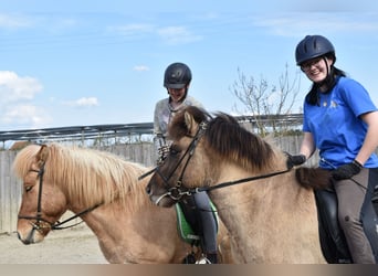 June 27-28, 2026: Open Centered Riding Course (Riding from the Core)