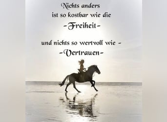 Professional one-on-one training for horse and rider