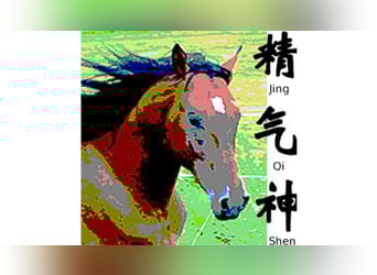 Training in Equine Acupuncture 2026