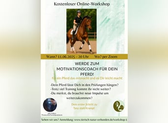 Werde zum Motivationscoach für dein Pferd!