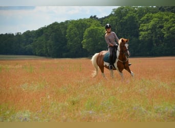 Apprenticeship Position for Equine Management and Service