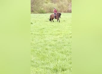 Biete privaten mobilen Reitunterricht 