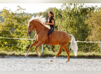 Bodenarbeits- und Reitunterricht