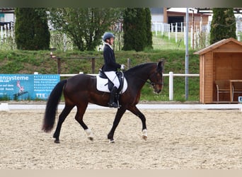 Dressage training on a 15.2 hh M-level pony