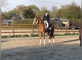 Dressage training, sales, and training of dressage horses up to Grand Prix level