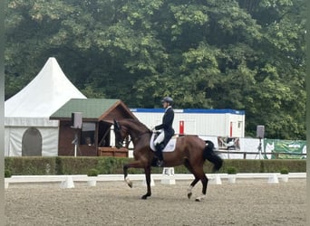 Dressage training, sales, and training of dressage horses up to Grand Prix level