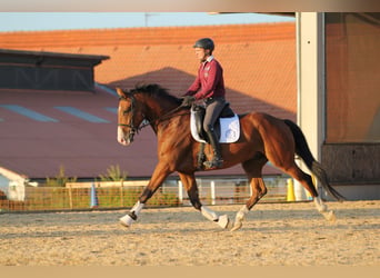 Holistic riding lessons on school horses / your own horse, dressage, dressage training, and much mor