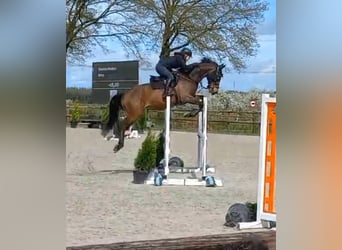 Jumping/ Dressage training