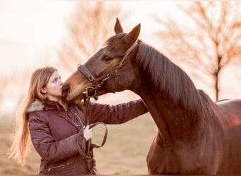 Klassisch-barocker Reitunterricht und Beritt | München & Umgebung