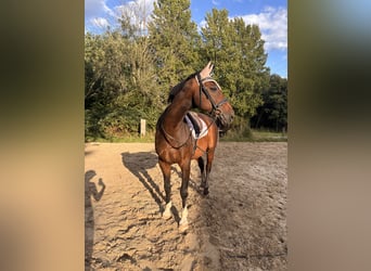 Looking for a mobile riding instructor